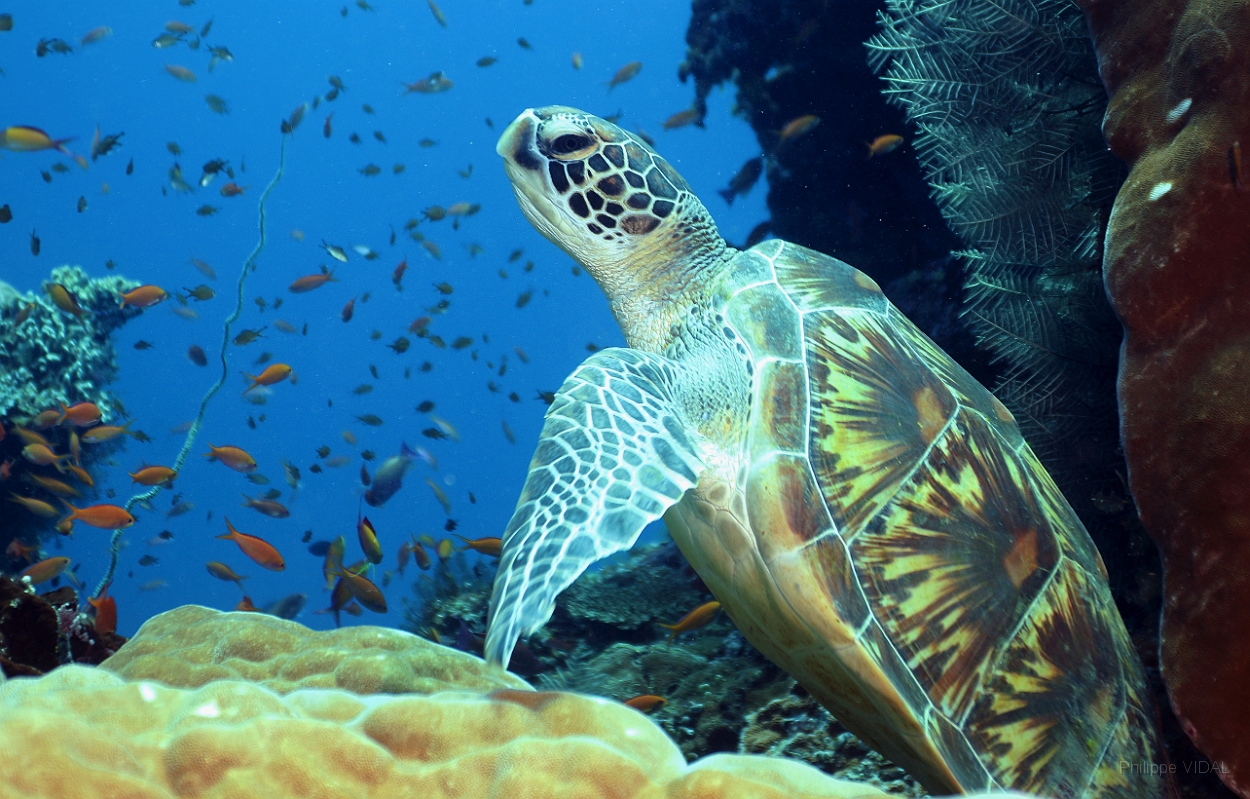 Sipadan_2015_Tortue Franche_Chelonia mydas_IMG_2081_rc.jpg